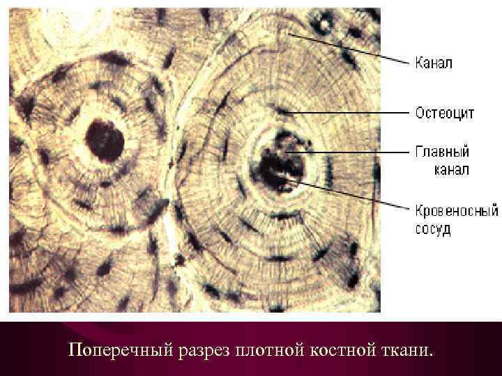 Поперечный разрез плотной костной ткани. 