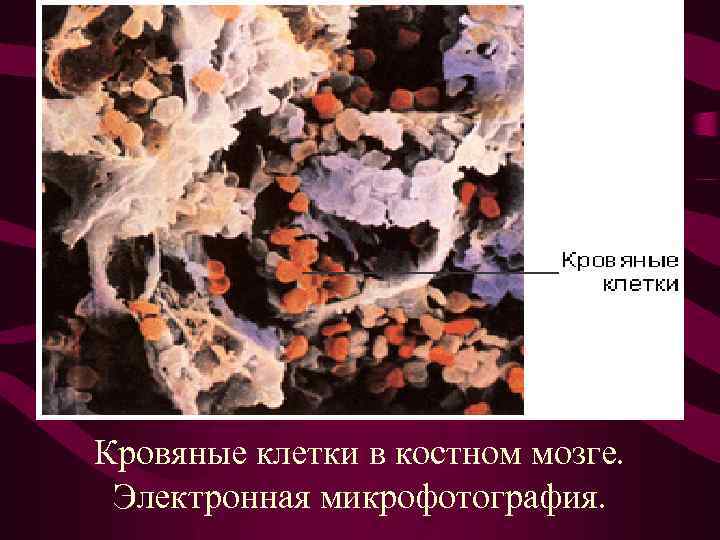 Кровяные клетки в костном мозге. Электронная микрофотография. 