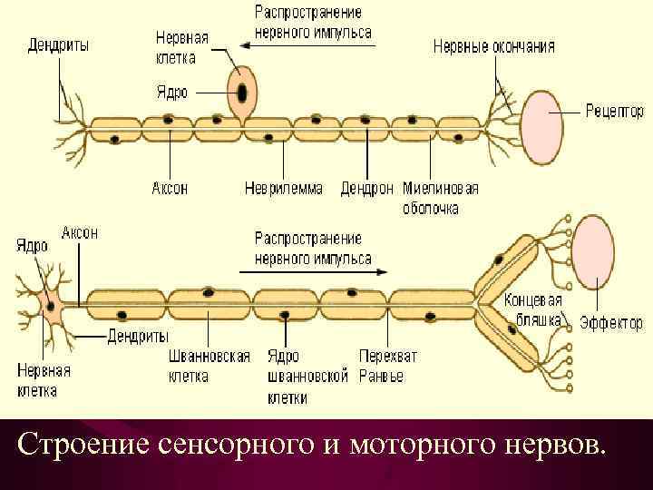 Строение сенсорного и моторного нервов. 