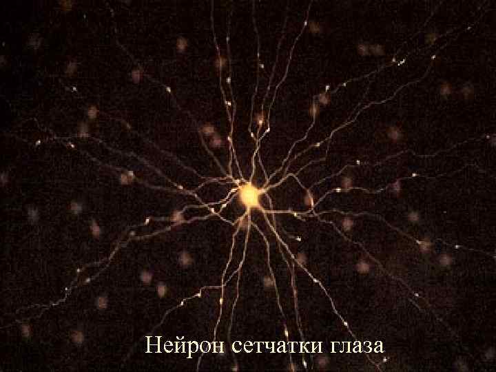 Нейрон сетчатки глаза 