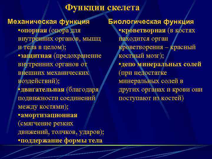 Функции скелета Механическая функция Биологическая функция • опорная (опора для • кроветворная (в костях