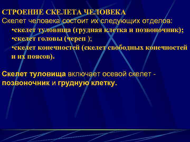 СТРОЕНИЕ СКЕЛЕТА ЧЕЛОВЕКА Скелет человека состоит их следующих отделов: • скелет туловища (грудная клетка