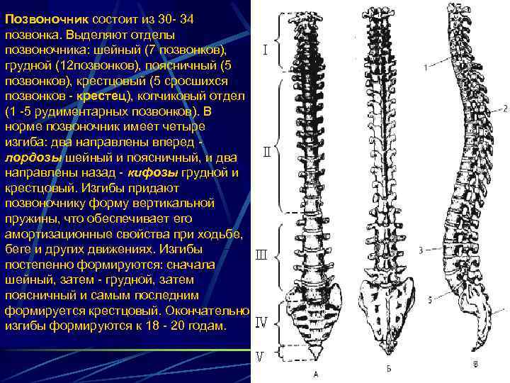 Клиновидные позвонки. Позвоночник состоит из. Копчиковый отдел позвоночника состоит из. Крестцовый отдел позвоночника состоит из. Копчиковый отдел позвоночника состоит.