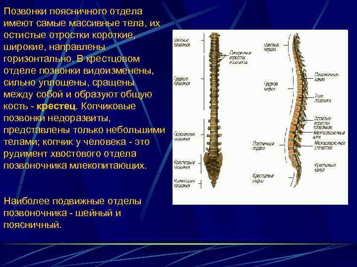 Позвонки поясничного отдела имеют самые массивные тела, их остистые отростки короткие, широкие, направлены горизонтально.