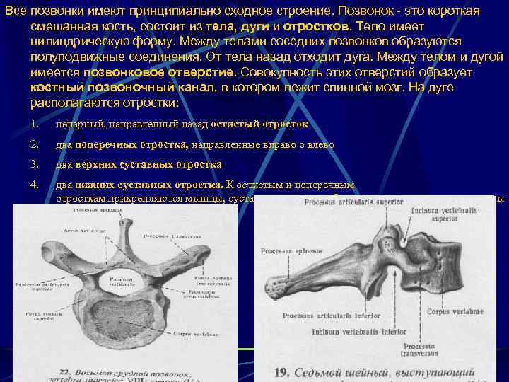 Все позвонки имеют принципиально сходное строение. Позвонок - это короткая смешанная кость, состоит из