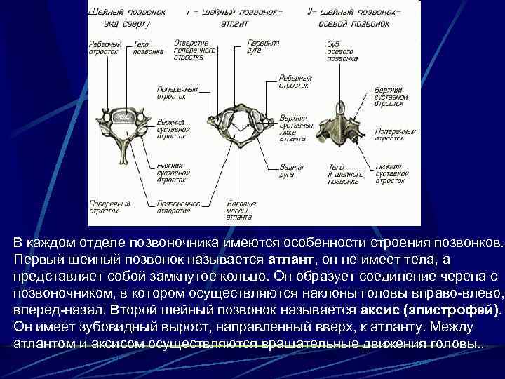 В каждом отделе позвоночника имеются особенности строения позвонков. Первый шейный позвонок называется атлант, он