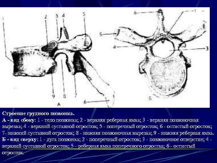 Строение грудного позвонка. А - вид сбоку: 1 - тело позвонка; 2 - верхняя