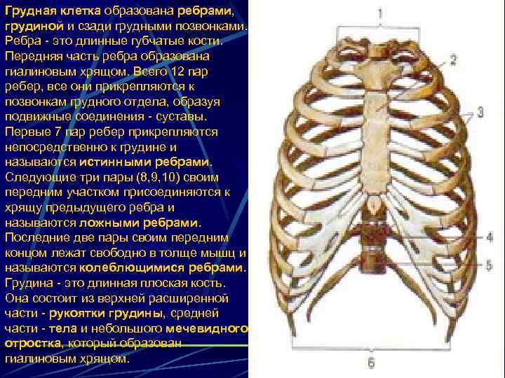 Грудная клетка образована ребрами, грудиной и сзади грудными позвонками. Ребра - это длинные губчатые