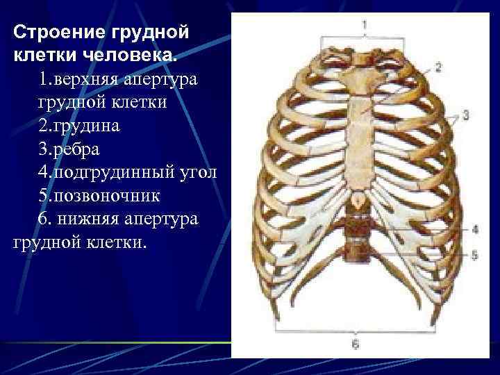 Ребро отдел скелета. Грудная клетка строение и соединение костей. Грудная клетка кости скелета. Анатомия человека кости ребра. Верхняя Апертура грудной клетки анатомия.