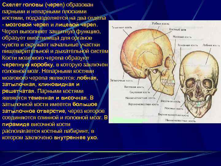 Скелет головы (череп) образован парными и непарными плоскими костями, подразделяется на два отдела -