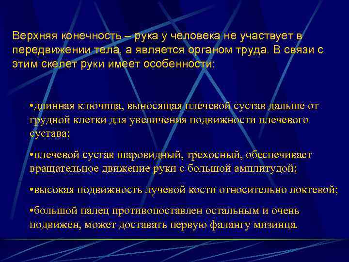 Верхняя конечность – рука у человека не участвует в передвижении тела, а является органом