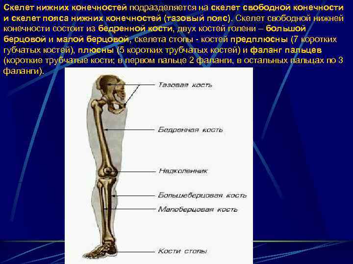 Скелет нижних конечностей подразделяется на скелет свободной конечности и скелет пояса нижних конечностей (тазовый