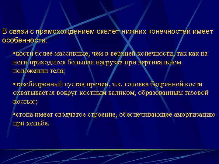 В связи с прямохождением скелет нижних конечностей имеет особенности: • кости более массивные, чем