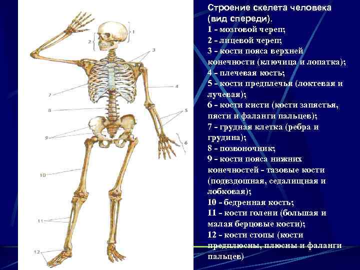 Строение скелета человека (вид спереди). 1 - мозговой череп; 2 - лицевой череп; 3