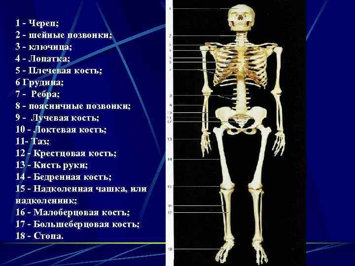 1 - Череп; 2 - шейные позвонки; 3 - ключица; 4 - Лопатка; 5