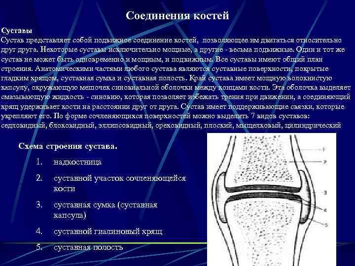 Соединения костей Суставы Сустав представляет собой подвижное соединение костей, позволяющее им двигаться относительно друга.