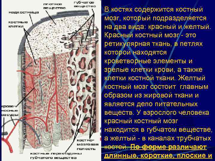 В костях содержится костный мозг, который подразделяется на два вида: красный и желтый. Красный