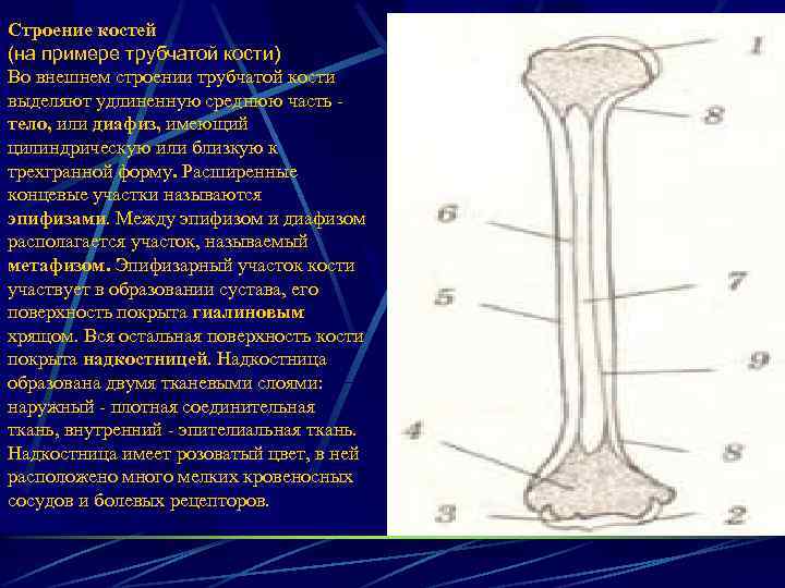 6 трубчатых костей. Диафиз трубчатой кости гистология. Строение кости трубчатой кости. Строение трубчатой кости метафиз.