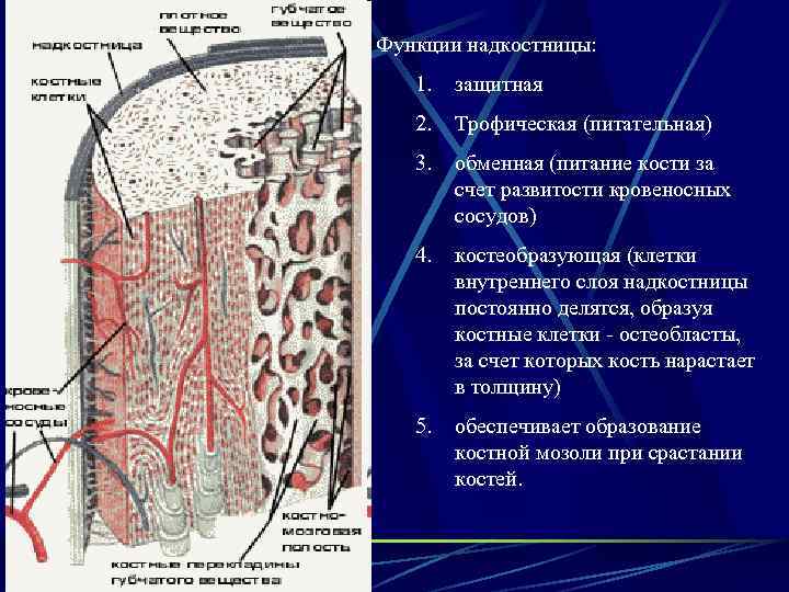 Функции надкостницы: 1. защитная 2. Трофическая (питательная) 3. обменная (питание кости за счет развитости