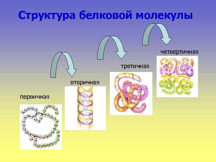 Структура белковой молекулы четвертичная третичная вторичная первичная 