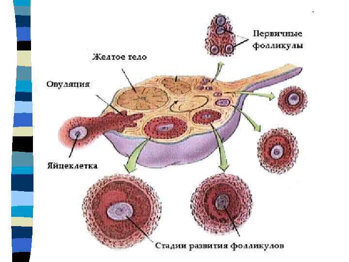 Половая система фото