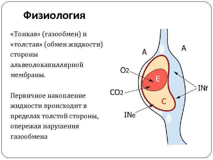 Физиология «Тонкая» (газообмен) и «толстая» (обмен жидкости) стороны альвеолокапиллярной мембраны. Первичное накопление жидкости происходит