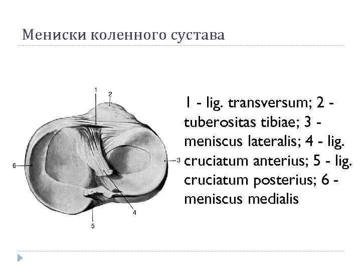 Мениски коленного сустава 1 - lig. transversum; 2 tuberositas tibiae; 3 meniscus lateralis; 4