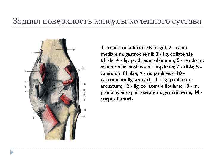 Задняя поверхность капсулы коленного сустава 1 - tendo m. adductoris magni; 2 - caput