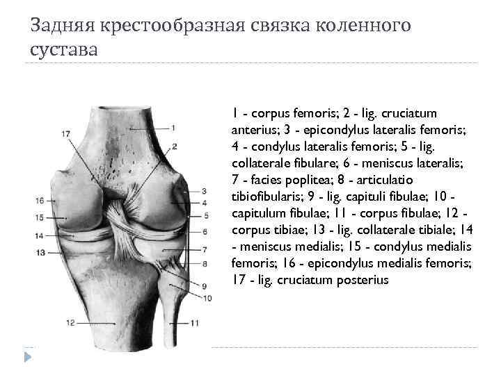 Задняя крестообразная связка коленного сустава 1 - corpus femoris; 2 - lig. cruciatum anterius;