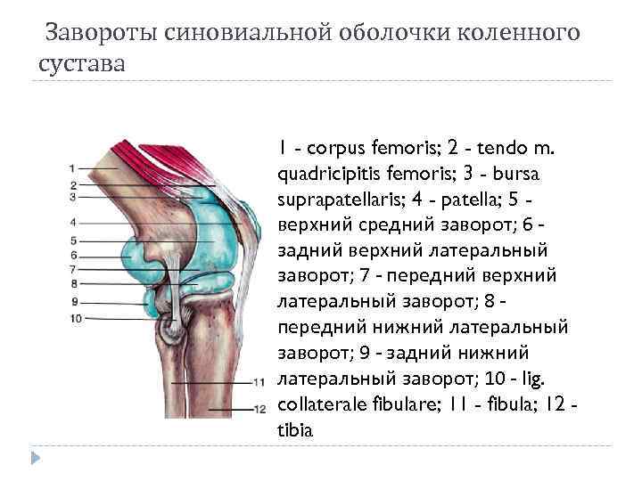 Завороты синовиальной оболочки коленного сустава 1 - corpus femoris; 2 - tendo m. quadricipitis