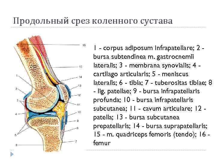 Продольный срез коленного сустава 1 - corpus adiposum infrapatellare; 2 bursa subtendinea m. gastrocnemii