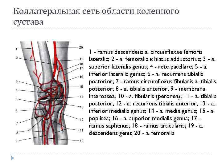 Коллатеральная сеть области коленного сустава 1 - ramus descendens a. circumflexae femoris lateralis; 2