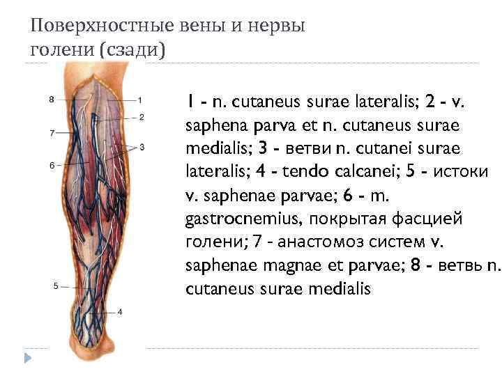 Canalis cruropopliteus анатомия. Вены голени топографическая анатомия. Малая подкожная Вена топография. Ложе голени топографическая анатомия. Воспаление внутренней оболочки вены латынь