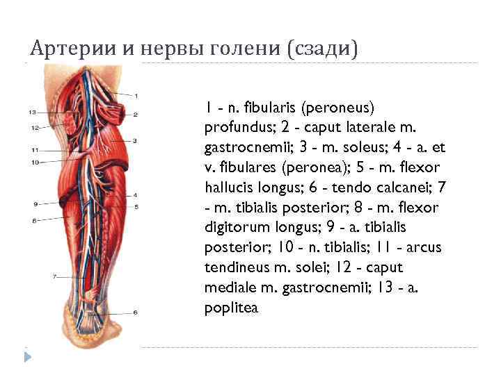 Артерии и нервы голени (сзади) 1 - n. fibularis (peroneus) profundus; 2 - caput