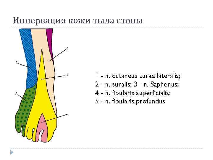 Иннервация кожи тыла стопы 1 - n. cutaneus surae lateralis; 2 - n. suralis;