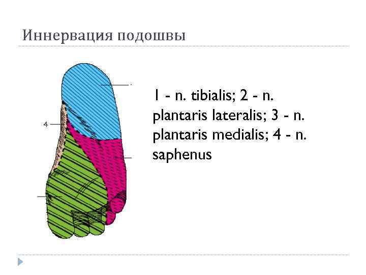 Иннервация подошвы 1 - n. tibialis; 2 - n. plantaris lateralis; 3 - n.