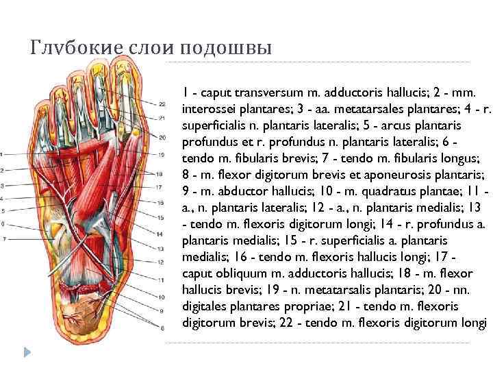 Глубокие слои подошвы 1 - caput transversum m. adductoris hallucis; 2 - mm. interossei