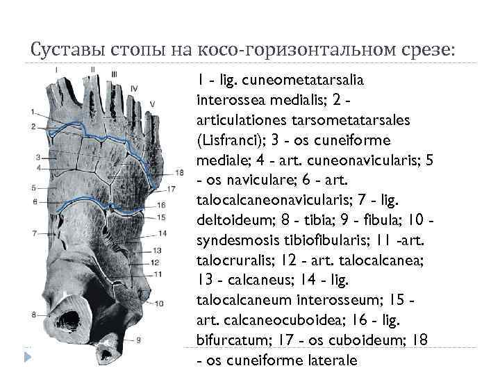 Суставы стопы на косо-горизонтальном срезе: 1 - lig. cuneometatarsalia interossea medialis; 2 articulationes tarsometatarsales