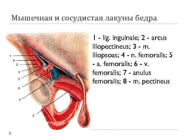 Мышечная и сосудистая лакуны бедра 1 - lig. inguinale; 2 - arcus iliopectineus; 3