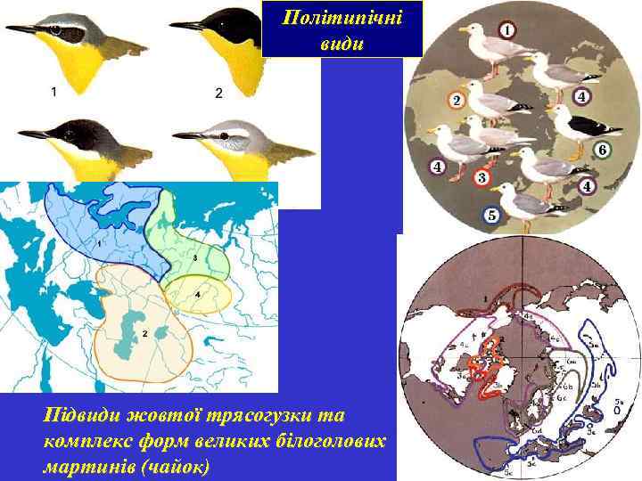Політипічні види Підвиди жовтої трясогузки та комплекс форм великих білоголових мартинів (чайок) 