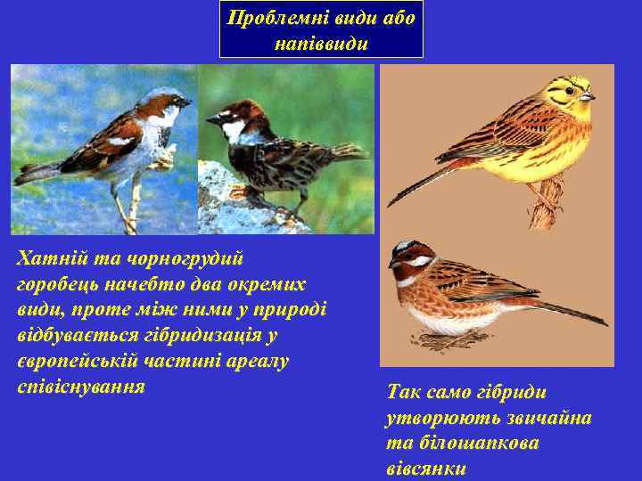 Проблемні види або напіввиди Хатній та чорногрудий горобець начебто два окремих види, проте між