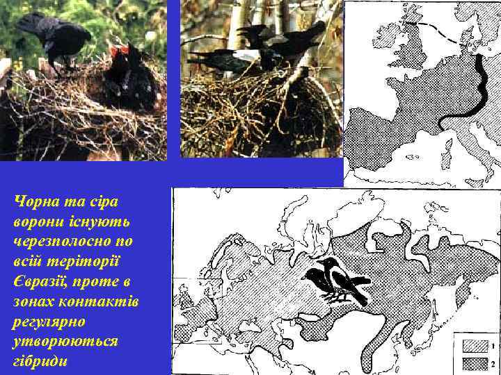 Чорна та сіра ворони існують черезполосно по всій теріторії Євразії, проте в зонах контактів