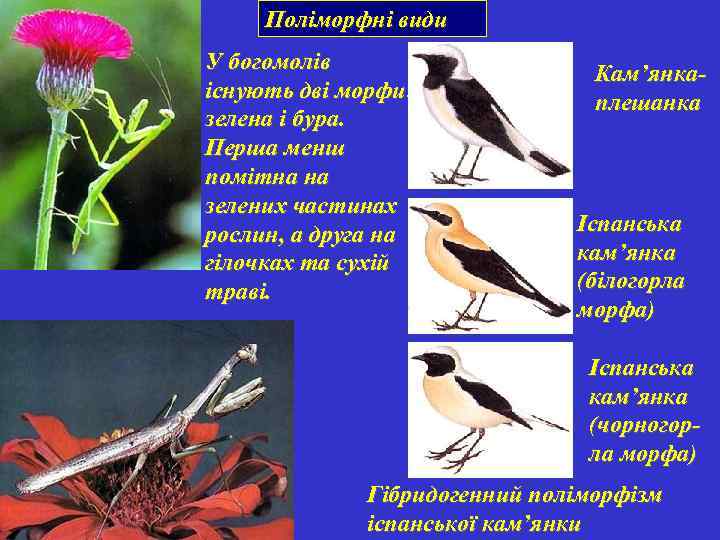 Поліморфні види У богомолів існують дві морфи: зелена і бура. Перша менш помітна на