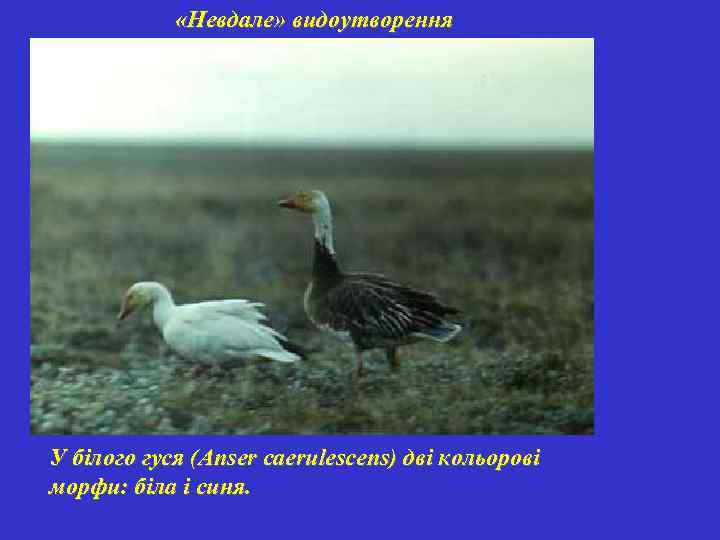  «Невдале» видоутворення У білого гуся (Anser caerulescens) дві кольорові морфи: біла і синя.