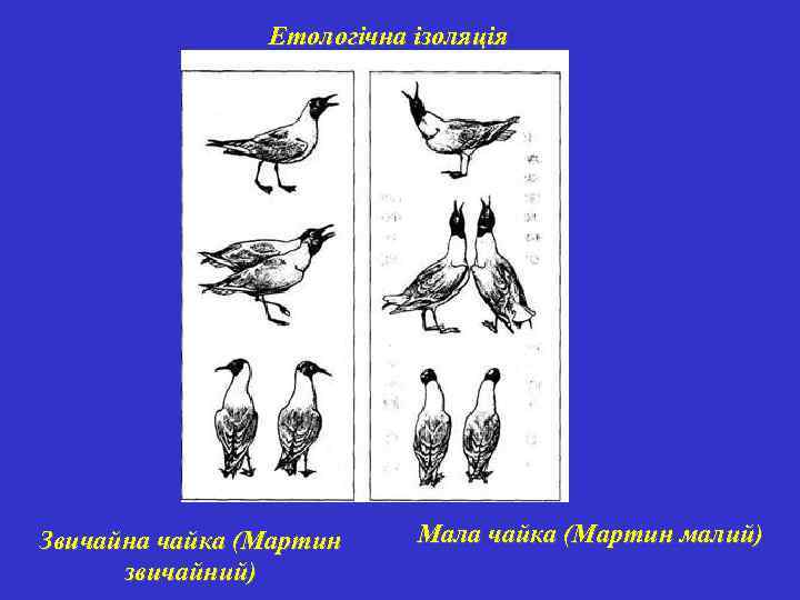 Етологічна ізоляція Звичайна чайка (Мартин звичайний) Мала чайка (Мартин малий) 