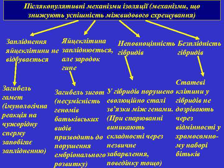 Післякопулятивні механізми ізоляції (механізми, що знижують успішність міжвидового схрещування) Яйцеклітина Неповноцінність Безплідність Запліднення яйцеклітини