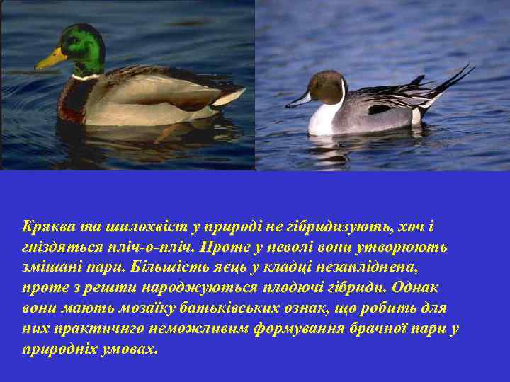 Кряква та шилохвіст у природі не гібридизують, хоч і гніздяться пліч-о-пліч. Проте у неволі