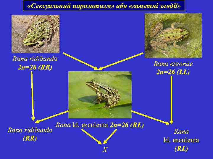  «Сексуальний паразитизм» або «гаметні злодії» Rana ridibunda 2 n=26 (RR) Rana ridibunda (RR)