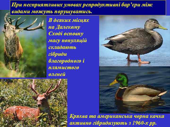 При несприятливих умовах репродуктивні бар’єри між видами можуть порушуватись. В деяких місцях на Далекому