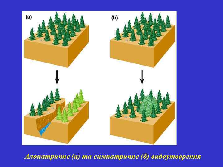 Алопатричне (а) та симпатричне (б) видоутворення 